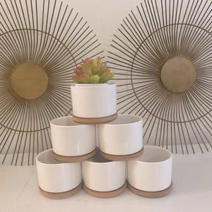 Succulent Set Of 6. 3” Tall 3” Diameter